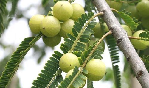 میروبالان یا انگور فرنگی هندی